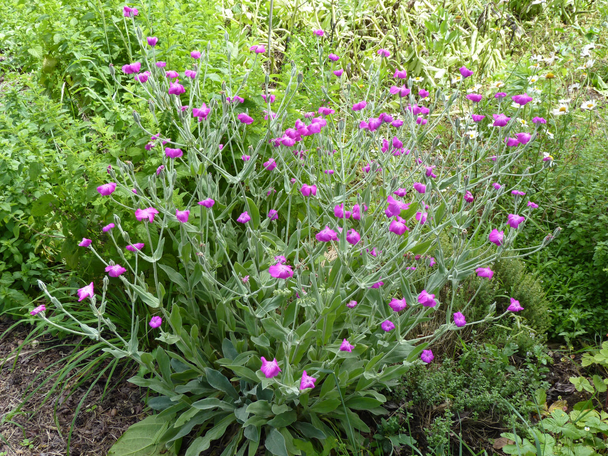 Lychnis coronaria photo